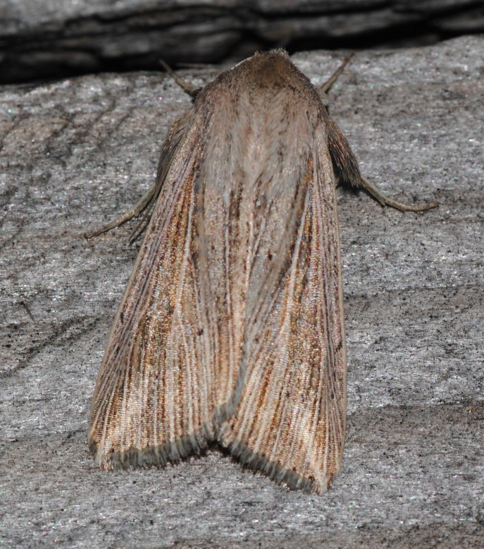 Identificazione - Noctuidae